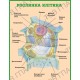 Плакат Рослинна клітина