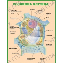 Плакат Рослинна клітина
