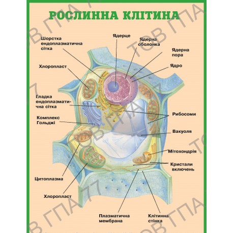 Плакат Рослинна клітина
