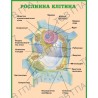 Стенд пластик Рослинна клітина